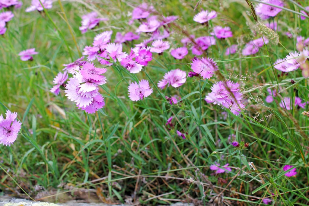 Dianthus seguieri / Garofano di Seguier